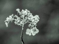 Frost  PENTAX K-3 Mark III Monochrome, HD PENTAX - D FA* 2.8/70-200 ED DC AW  - 19.01.2025 -