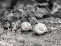 Leere Gehäuse  PENTAX K-3 Mark III Monochrome, HD PENTAX - D FA* 2.8/70-200 ED DC AW  - 19.01.2025 -