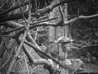 Spatzen an der Futterstelle  PENTAX K-3 Mark III Monochrome, HD PENTAX - DA* 2.8/16-50 ED PLM AW  - 28.02.2025 -