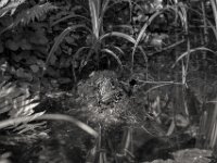 Dreigestirn  PENTAX K-3 Mark III Monochrome, HD PENTAX - D FA* 2.8/70-200 ED DC AW  - 20.04.2025 -