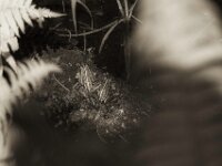 Teichfrösche  PENTAX K-3 Mark III Monochrome, HD PENTAX - D FA* 2.8/70-200 ED DC AW  - 20.04.2025 -