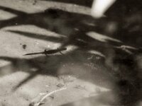 Teichmolch  PENTAX K-3 Mark III Monochrome, HD PENTAX - D FA* 2.8/70-200 ED DC AW  - 20.04.2025 -
