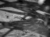Teichmolch  PENTAX K-3 Mark III Monochrome, HD PENTAX - D FA* 2.8/70-200 ED DC AW  - 20.04.2025 -