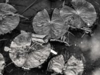 Gartenteich Seerosenblätter  PENTAX K-3 Mark III Monochrome, Pentax Takumar/Bayonett 2.5/135 - 25.04.2025 -