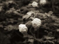 Schneeball  PENTAX K-3 Mark III Monochrome, Pentax Takumar/Bayonett 2.5/135 - 25.04.2025 -