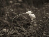 Regentulpen  PENTAX K-3 Mark III Monochrome, Pentax Takumar/Bayonett 2.5/135 - 25.04.2025 -