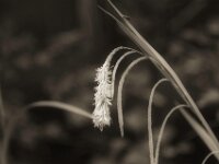 Samenstand und Fliegen  PENTAX K-3 Mark III Monochrome, Pentax Takumar/Bayonett 2.5/135 - 25.04.2025 -