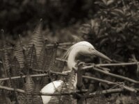Der falsche Reiher am Teich  PENTAX K-3 Mark III Monochrome, Pentax Takumar/Bayonett 2.5/135 - 25.04.2025 -