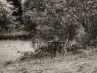 Theos  Ruhe  PENTAX K-3 Mark III Monochrome, Pentax Takumar/Bayonett 2.5/135 - 25.04.2025 -