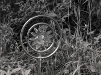 Wassersprenger  PENTAX K-3 Mark III Monochrome, HD PENTAX - D FA* 1.4/50 SDM AW  - 18.05.2025 -
