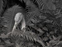 Der Reiher im Farn  PENTAX K-3 Mark III Monochrome, HD PENTAX - D FA* 1.4/50 SDM AW  - 18.05.2025 -