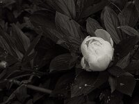 Die Blüte öffnet sich  PENTAX K-3 Mark III Monochrome, HD PENTAX - D FA* 1.4/50 SDM AW  - 18.05.2025 -