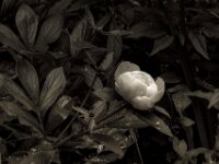 Pfingstrose - Päonie  PENTAX K-3 Mark III Monochrome, HD PENTAX - D FA* 1.4/50 SDM AW  - 18.05.2025 -