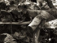 Toter Essigbaum  PENTAX K-3 Mark III Monochrome, HD PENTAX - D FA* 1.4/50 SDM AW  - 18.05.2025 -