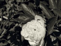 Käfer auf der Blüte  PENTAX K-3 Mark III Monochrome, HD PENTAX - D FA* 1.4/50 SDM AW  - 19.05.2025 -