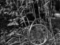 Wasserspiel  PENTAX K-3 Mark III Monochrome, HD PENTAX - D FA* 1.4/50 SDM AW  - 20.05.2025 -