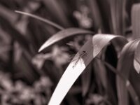 Kleine Libelle am Teich  PENTAX K-3 Mark III Monochrome, HD PENTAX - D FA* 1.4/50 SDM AW  - 20.05.2025 -