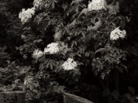 Holunder Blüten  PENTAX K-3 Mark III Monochrome, HD PENTAX - D FA* 1.4/50 SDM AW  - 20.05.2025 -