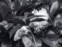 Päonie  PENTAX K-3 Mark III Monochrome, SMC PENTAX-FA 1.9/43 Limited  - 31.05.2025 -