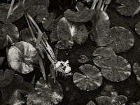 Schwertlilie im Teich  PENTAX K-3 Mark III Monochrome, SMC PENTAX-FA 1.9/43 Limited  - 31.05.2025 -