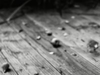 Gefallene Feigen  PENTAX K-3 Mark III Monochrome, SMC PENTAX-FA 1.9/43 Limited  - 16.06.2025 -