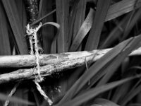 Bindung  PENTAX K-3 Mark III Monochrome, HD PENTAX - D FA* 1.4/50 SDM AW - 16.06.2025 -