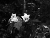 Hibiskus  PENTAX K-3 Mark III Monochrome, HD PENTAX - D FA* 1.4/50 SDM AW  - 19.07.2025 -