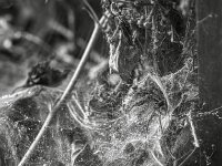 Untermieterin  PENTAX K-3 Mark III Monochrome, HD PENTAX - D FA* 1.4/50 SDM AW - 02.08.2025 -