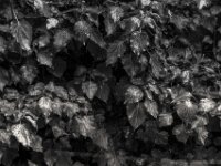 Regentropfen auf dem Efeu  PENTAX K-3 Mark III Monochrome, HD PENTAX - D FA* 1.4/50 SDM AW - 02.08.2025 -
