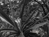 Agave im Regen  PENTAX K-3 Mark III Monochrome, HD PENTAX - D FA* 1.4/50 SDM AW - 02.08.2025 -