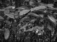 Nasse Samthortensie  PENTAX K-3 Mark III Monochrome, HD PENTAX - D FA* 1.4/50 SDM AW - 02.08.2025 -