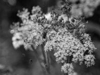 Fliege und Spinnen  PENTAX K-3 Mark III Monochrome, HD PENTAX - DA* 2.8/16-50 ED PLM AW - 03.08.2025 -