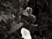 Windenblüte  PENTAX K-3 Mark III Monochrome, HD PENTAX - DA* 2.8/16-50 ED PLM AW - 03.08.2025 -