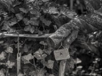 Roter Stern  PENTAX K-3 Mark III Monochrome, HD PENTAX - DA* 2.8/16-50 ED PLM AW - 03.08.2025 -