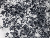 Weinstock  PENTAX K-3 Mark III Monochrome, HD PENTAX - DA* 2.8/16-50 ED PLM AW - 03.08.2025 -