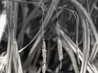Samen  PENTAX K-3 Mark III Monochrome, HD PENTAX - DA* 2.8/16-50 ED PLM AW - 19.08.2025 -