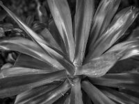 Agave  PENTAX K-3 Mark III Monochrome, HD PENTAX - DA* 2.8/16-50 ED PLM AW - 19.08.2025 -