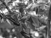 Futterstelle  PENTAX K-3 Mark III Monochrome, HD PENTAX - D FA* 2.8/70-200 ED DC AW - 21.08.2025 -