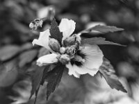 Bestäuber Anflug  PENTAX K-3 Mark III Monochrome, HD PENTAX - D FA* 2.8/70-200 ED DC AW - 21.08.2025 -