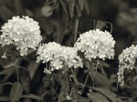 Phlox  PENTAX K-3 Mark III Monochrome, HD PENTAX - D FA* 2.8/70-200 ED DC AW - 21.08.2025 -
