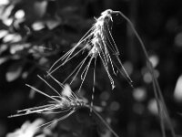 Ähren  PENTAX K-3 Mark III Monochrome, HD PENTAX - D FA* 2.8/70-200 ED DC AW - 21.08.2025 -