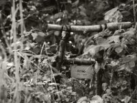 Sammy RIP  PENTAX K-3 Mark III Monochrome, HD PENTAX - D FA* 2.8/70-200 ED DC AW - 21.08.2025 -