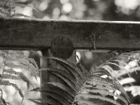 Torii  PENTAX K-3 Mark III Monochrome, HD PENTAX - D FA* 2.8/70-200 ED DC AW - 21.08.2025 -