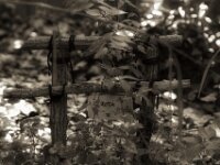 Rotas Gartenplatz  PENTAX K-3 Mark III Monochrome, HD PENTAX - D FA* 2.8/70-200 ED DC AW - 21.08.2025 -