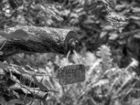 Erinnerung an Lilly  PENTAX K-3 Mark III Monochrome, HD PENTAX - DA* 2.8/16-50 ED PLM AW  - 18.09.2025 -