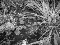 Es wird Herbst am Teich  PENTAX K-3 Mark III Monochrome, HD PENTAX - DA* 2.8/16-50 ED PLM AW  - 18.09.2025 -