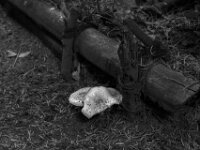 Pilze am Gartenweg  PENTAX K-3 Mark III Monochrome, HD PENTAX - DA* 2.8/16-50 ED PLM AW  - 18.09.2025 -