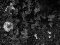 Pilze im Garten  PENTAX K-3 Mark III Monochrome, HD PENTAX - DA* 2.8/16-50 ED PLM AW  - 18.09.2025 -