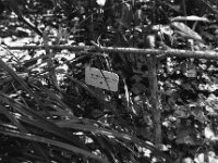 Smokey und Kleine Graue  Pentax K2, SMC PENTAX-FA 1.9/43 Limited, ADOX CHS 100 II  -11.04.2025 -