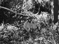 Sternchens Ruhe  Pentax K2, SMC PENTAX-FA 1.9/43 Limited, ADOX CHS 100 II  -11.04.2025 -